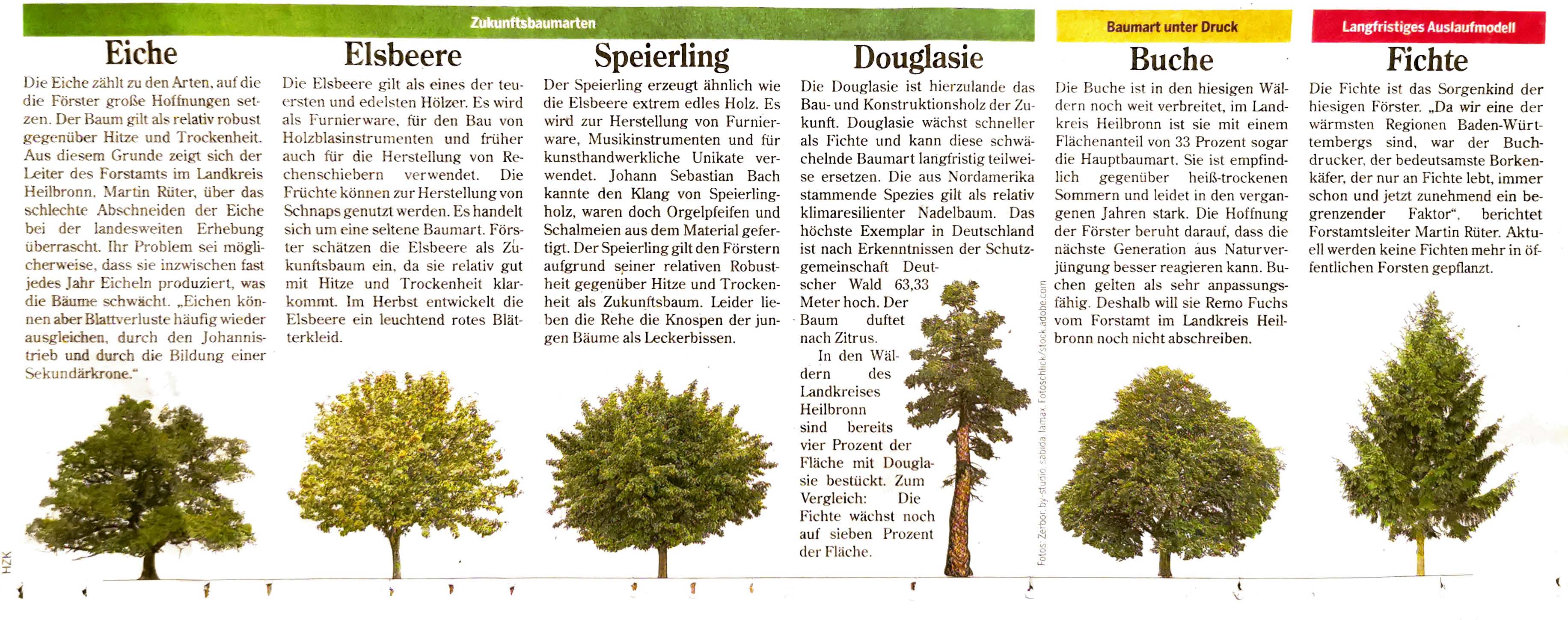2023 01 Zukunftsbaumarten HST